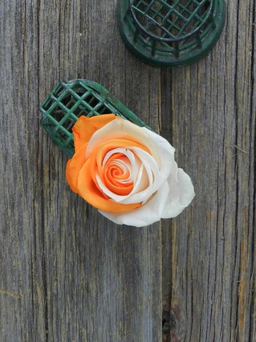 ORANGE & WHITE  TINTED ROSE